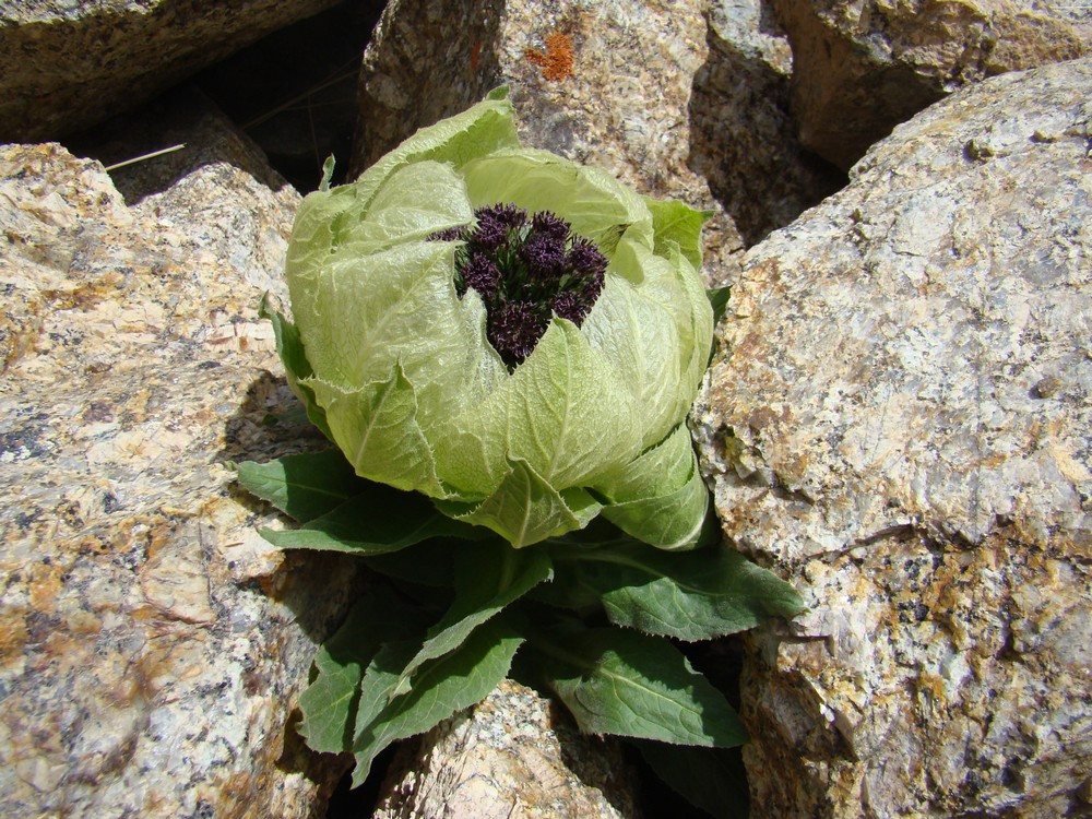 Image of Saussurea involucrata specimen.