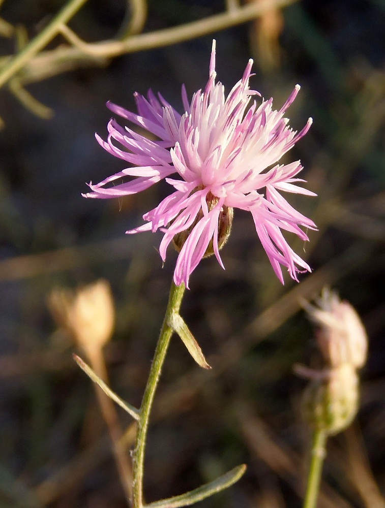 Image of Centaurea odessana specimen.