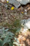 genus Hieracium. Верхушка растения с соцветиями. Черногория, нац. парк Ловчен. 18.07.2014.