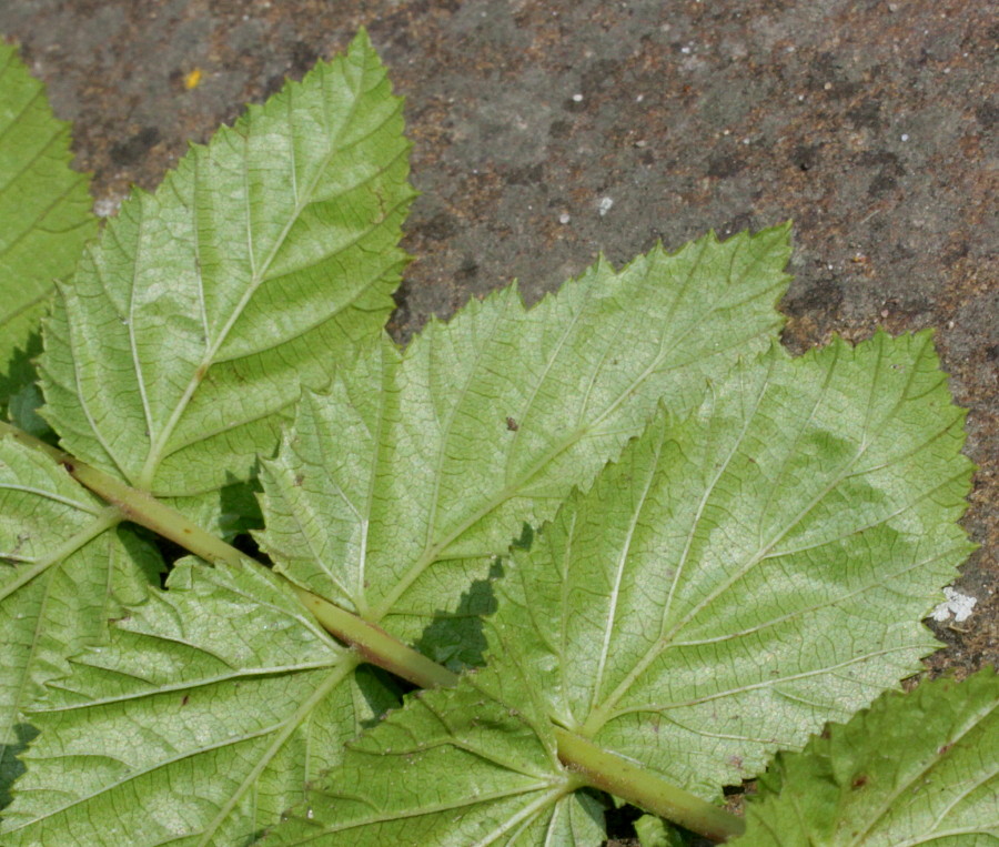 Image of Filipendula ulmaria ssp. denudata specimen.