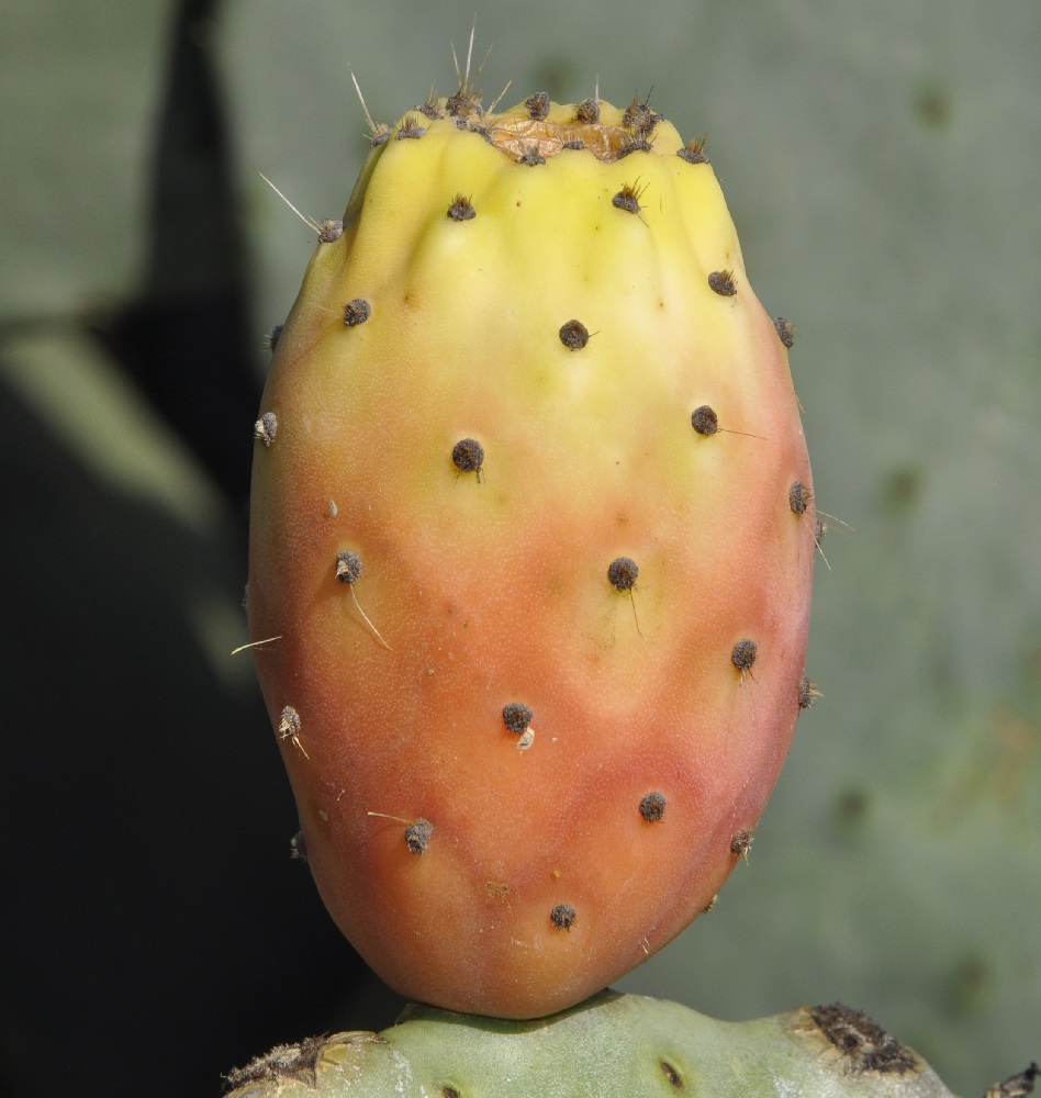 Image of Opuntia ficus-indica specimen.