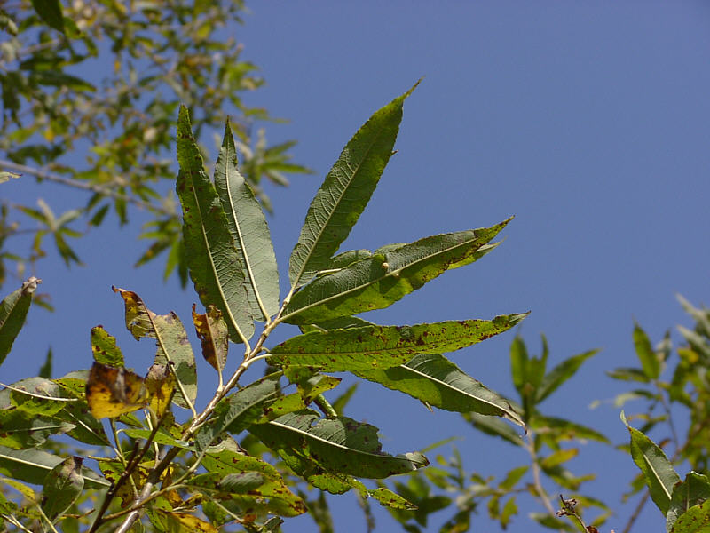 Image of Salix udensis specimen.