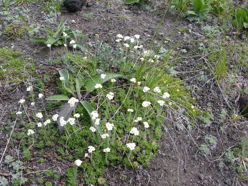 Image of Androsace capitata specimen.