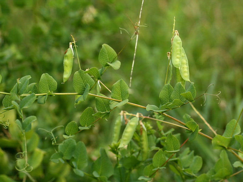 Изображение особи Vicia pisiformis.