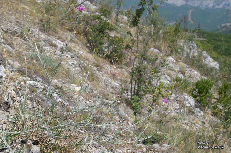 Изображение особи Centaurea sarandinakiae.