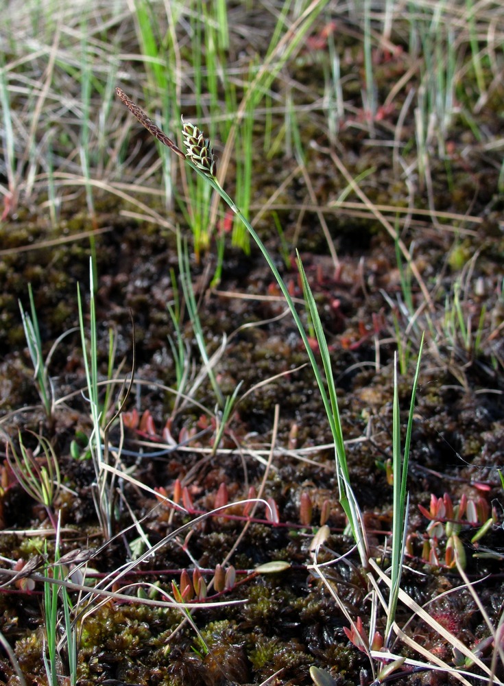 Image of Carex limosa specimen.
