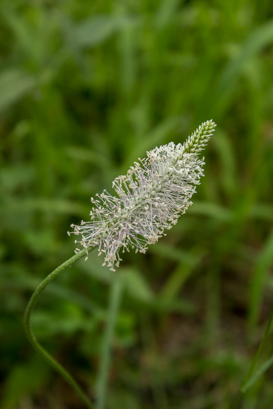 Изображение особи Plantago media.