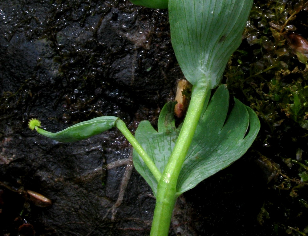 Image of Corydalis talpina specimen.