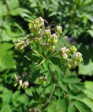 Thalictrum minus. Цветущее растение. Камчатский край, Алеутский р-н, о-в Беринга, долина р. Буян, 1,4 км на юго-юго-запад от устья. 29.07.2015.