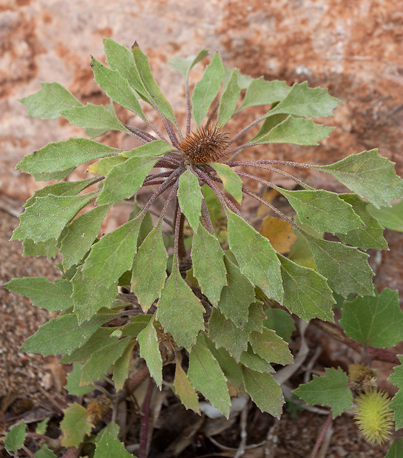 Image of Xanthium orientale specimen.