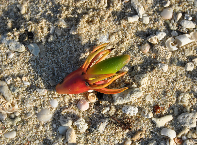 Image of Bruguiera gymnorhiza specimen.