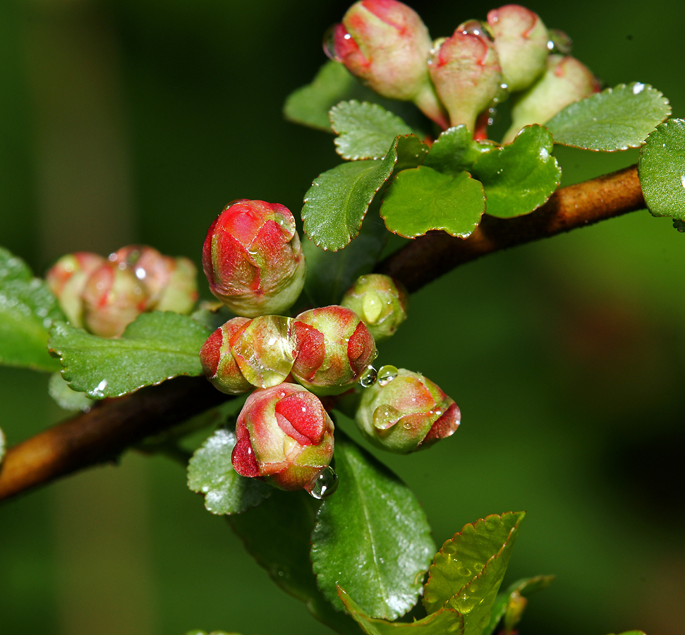 Image of Chaenomeles japonica specimen.