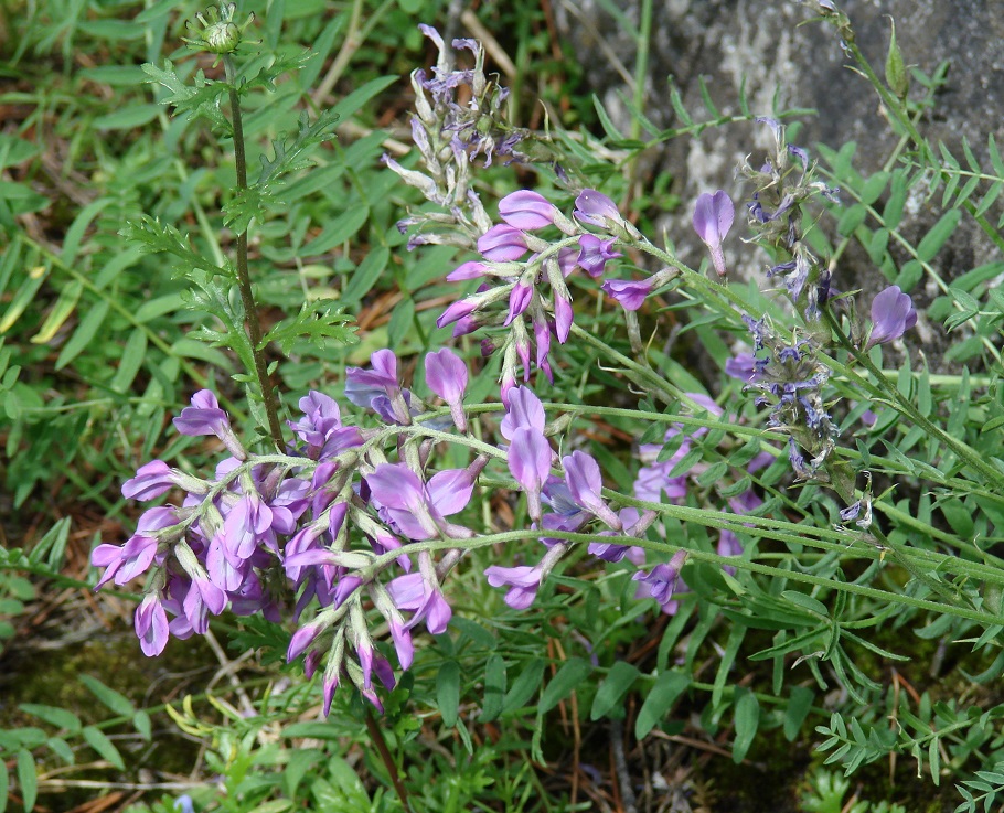 Image of Oxytropis coerulea specimen.