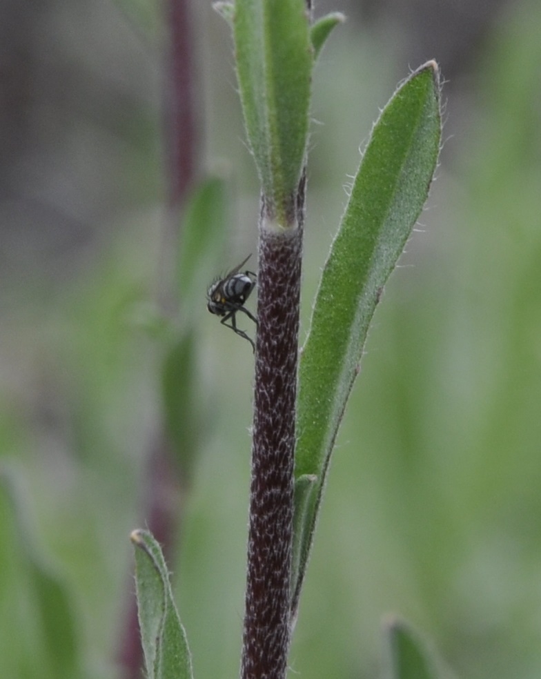 Изображение особи Berteroa orbiculata.