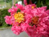 Lagerstroemia indica. Цветок. Франция, Приморские Альпы, пригород Граса, парфюмерная фабрика Галимар (Galimard), в культуре. 22.07.2014.