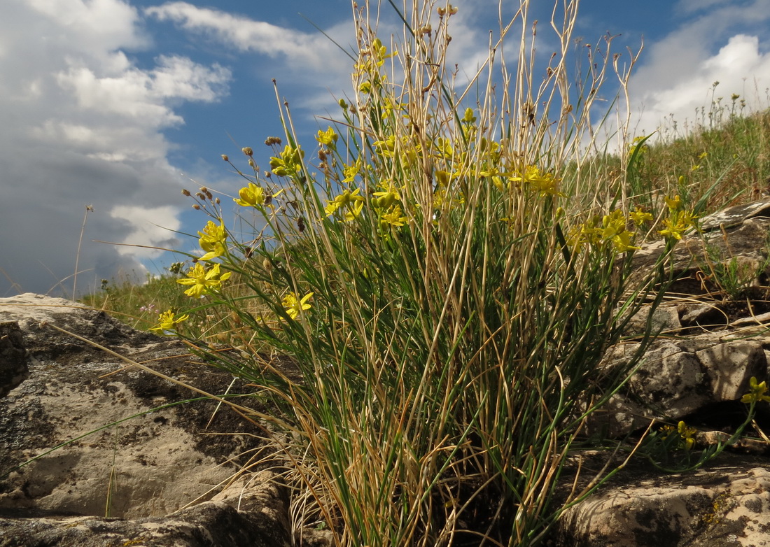 Image of Haplophyllum dauricum specimen.