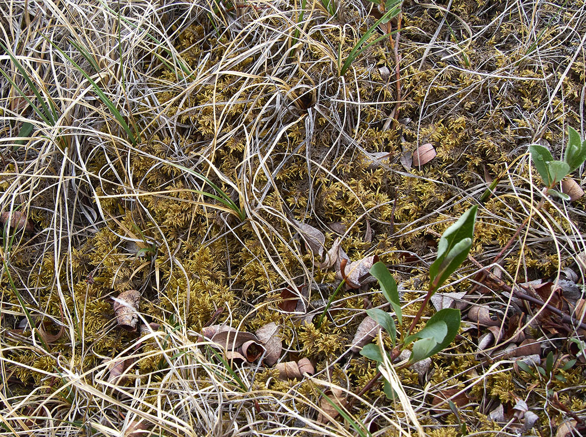 Image of genus Thuidium specimen.