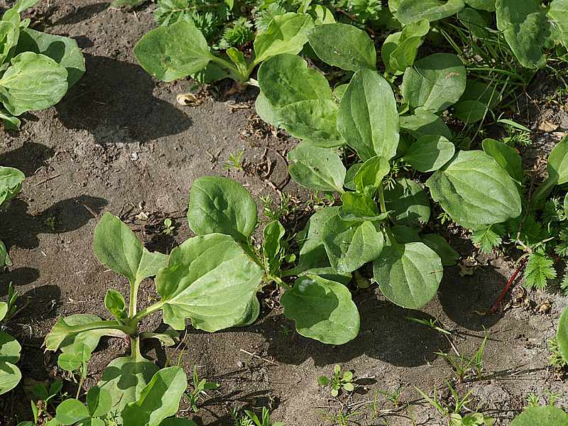 Image of Plantago major specimen.