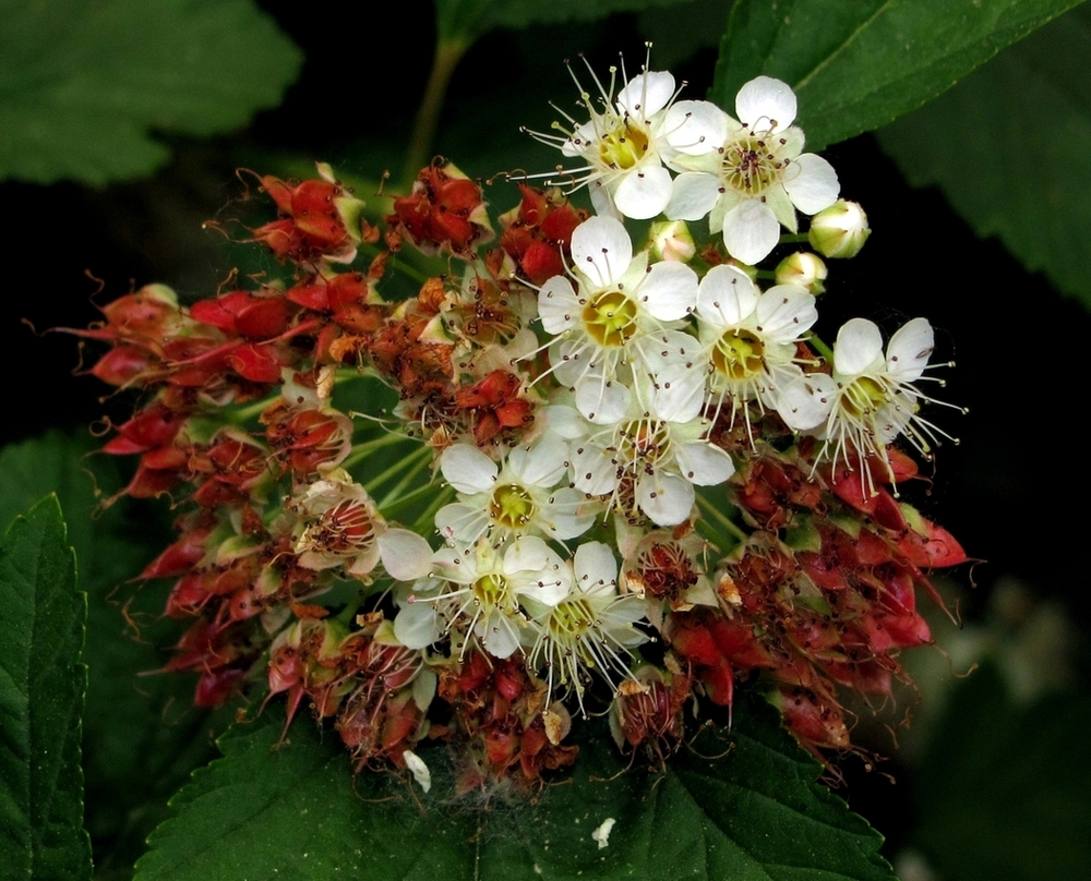 Image of Physocarpus opulifolius specimen.