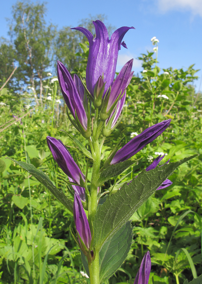 Image of Campanula latifolia specimen.