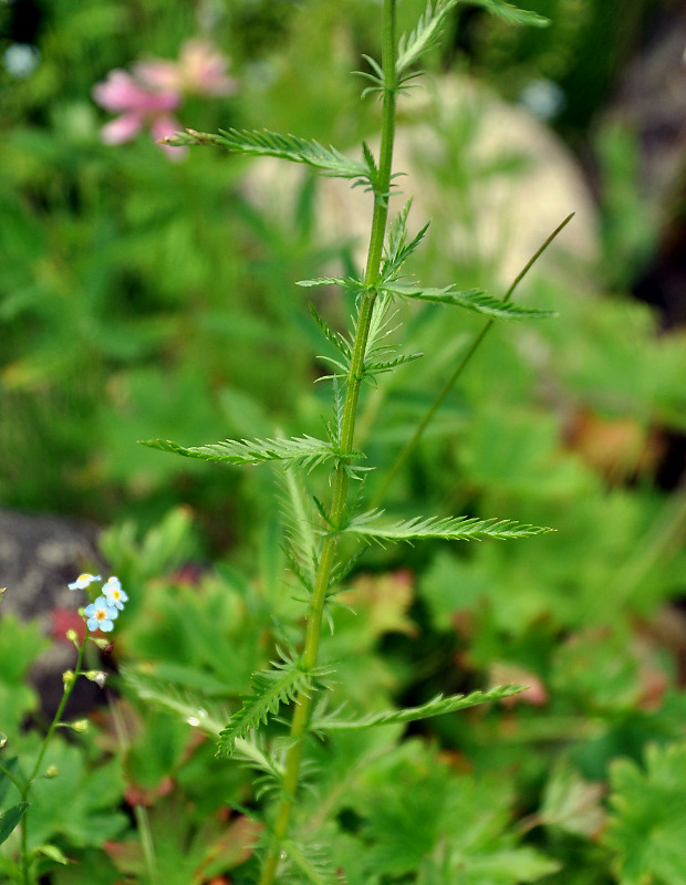 Image of Achillea ledebourii specimen.