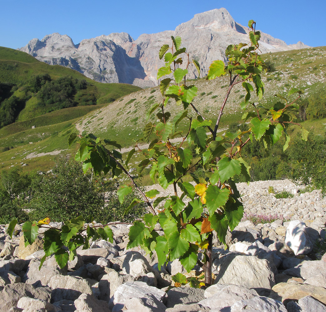 Image of Betula pendula specimen.