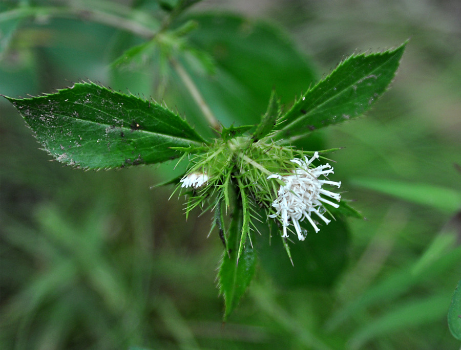 Изображение особи Atractylodes ovata.