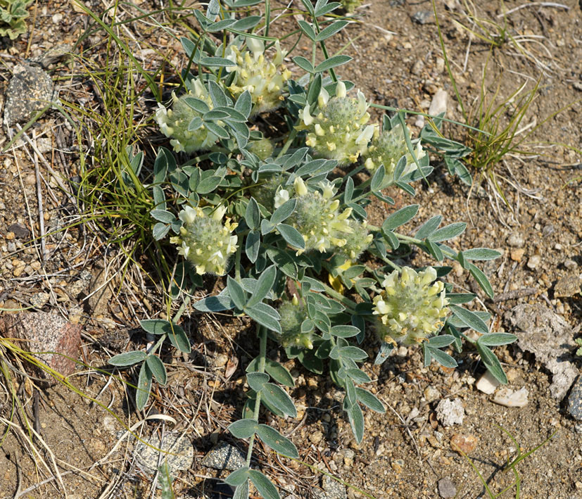 Image of Astragalus lupulinus specimen.