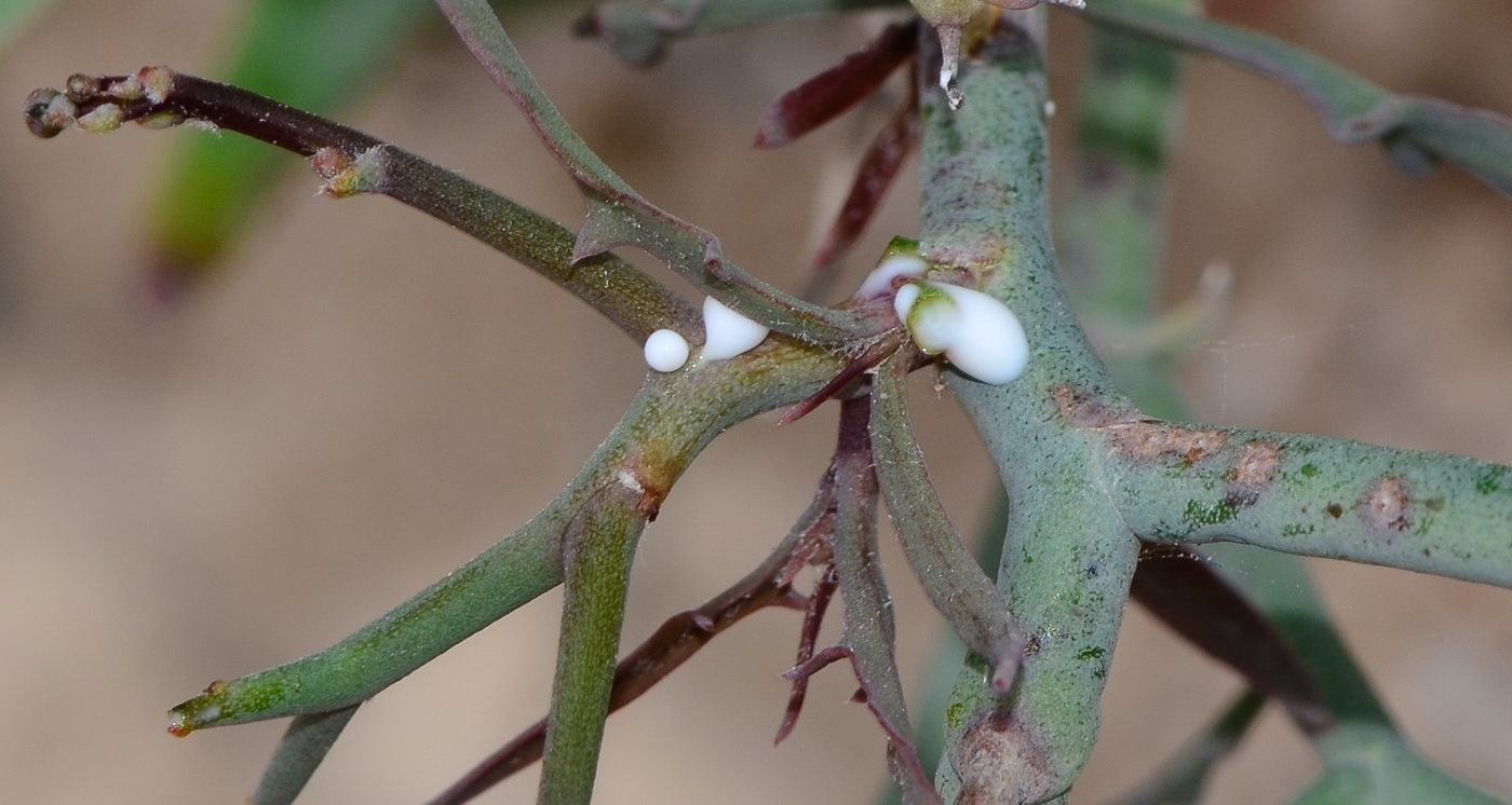 Изображение особи Launaea arborescens.