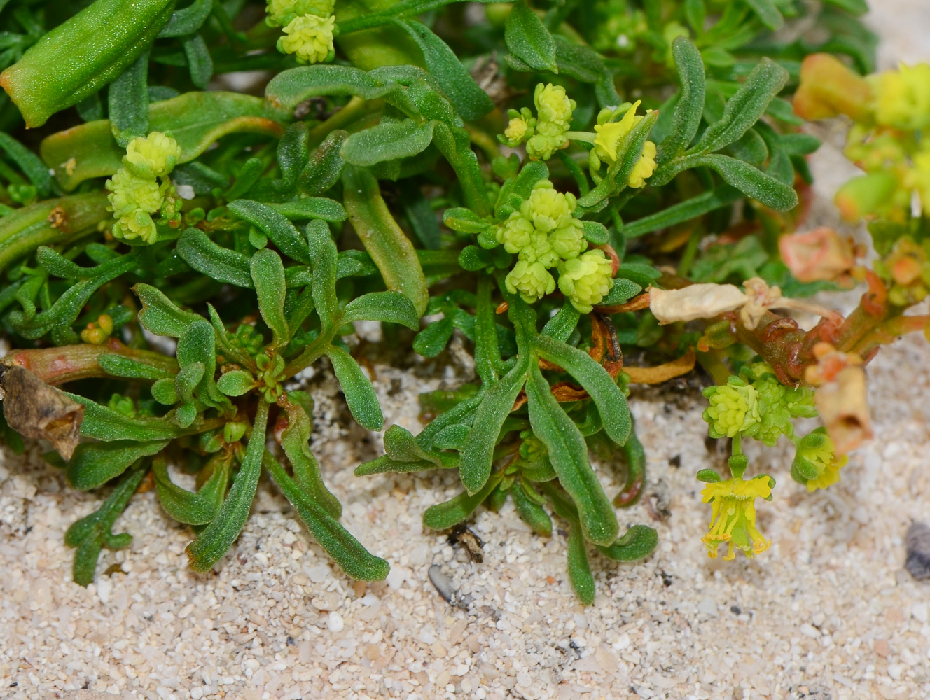 Image of Reseda crystallina specimen.