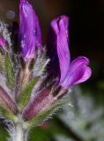 Oxytropis ruthenica. Цветок. Приморский край, Находкинский городской округ, окр. пос. Врангель, мыс Каменского, приморские скалы. 26.05.2016.