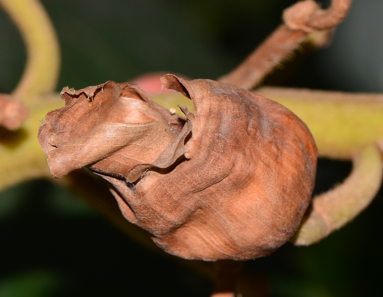 Image of Alpinia zerumbet specimen.