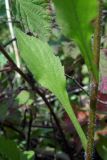 Erigeron annuus. Лист в нижней части стебля. Республика Адыгея, г. Майкоп, восточная окраина города, пустырь. 11.06.2016.