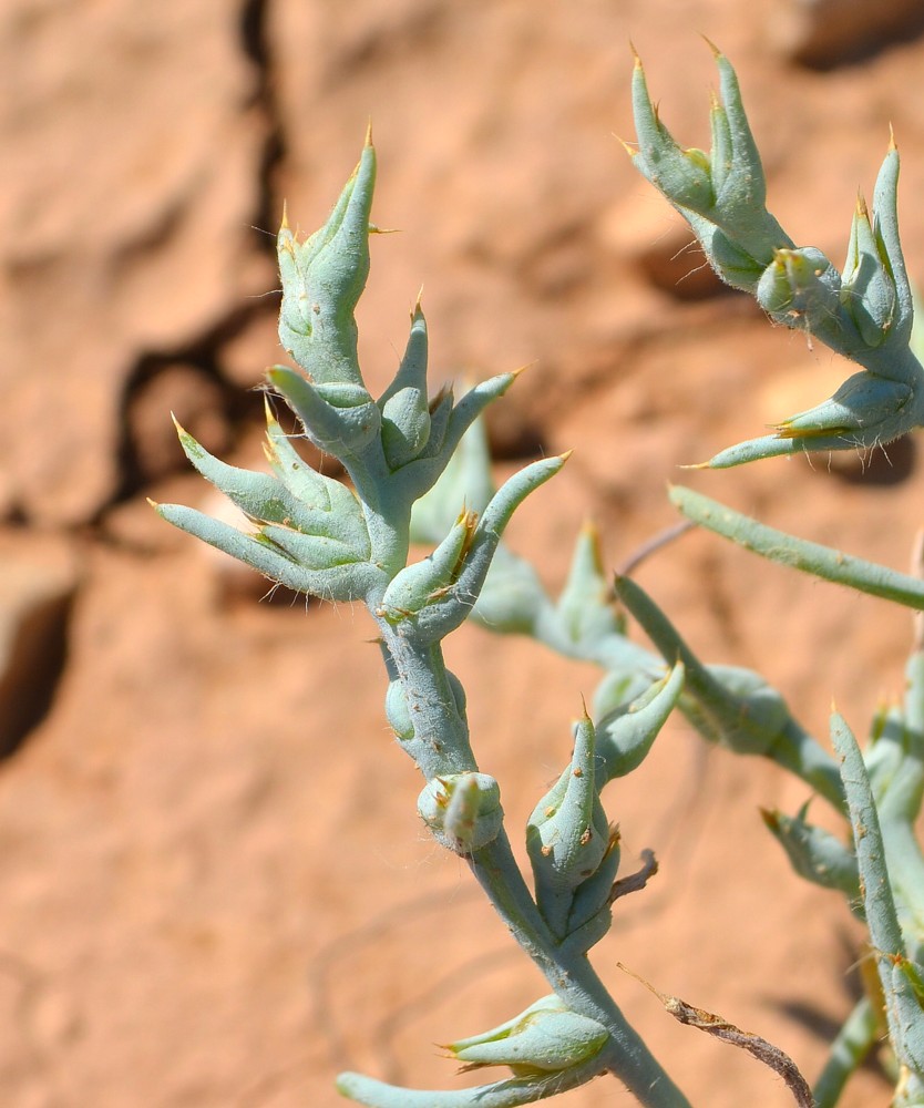 Image of Halimocnemis sclerosperma specimen.