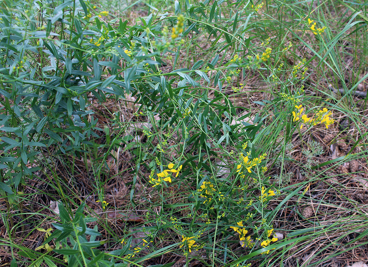 Image of Genista tinctoria specimen.