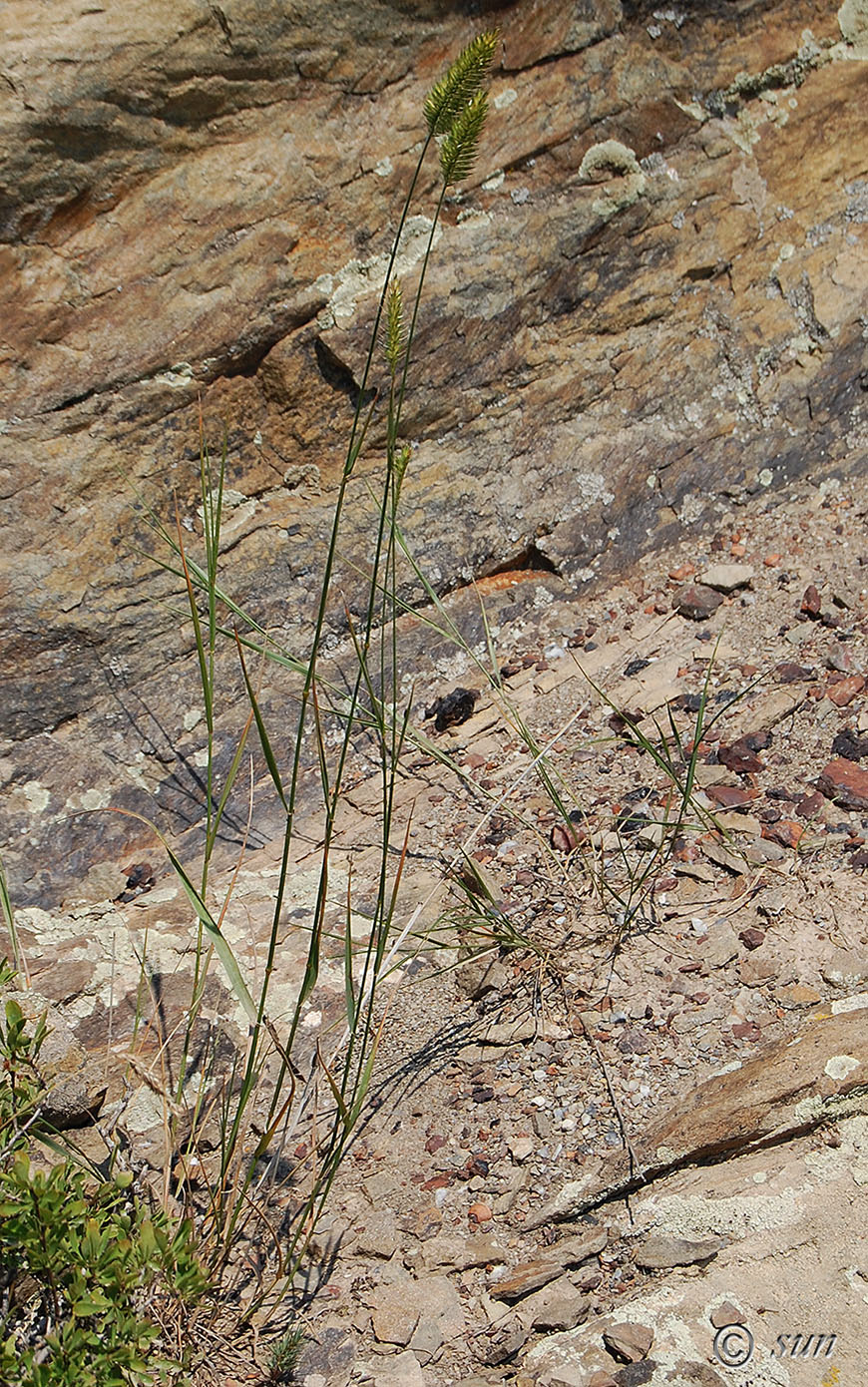 Image of Agropyron pectinatum specimen.