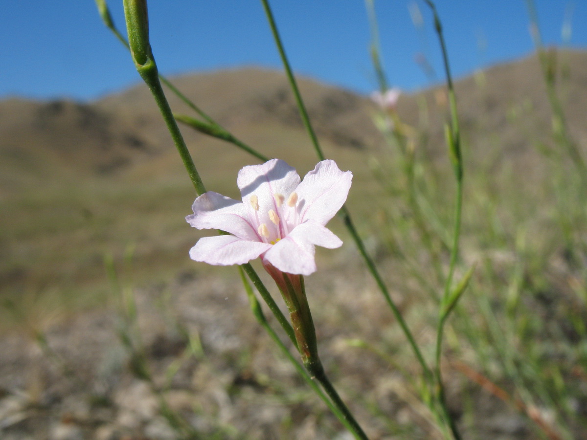 Image of Acantholimon aulieatense specimen.