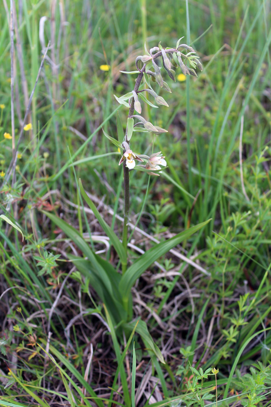 Изображение особи Epipactis palustris.