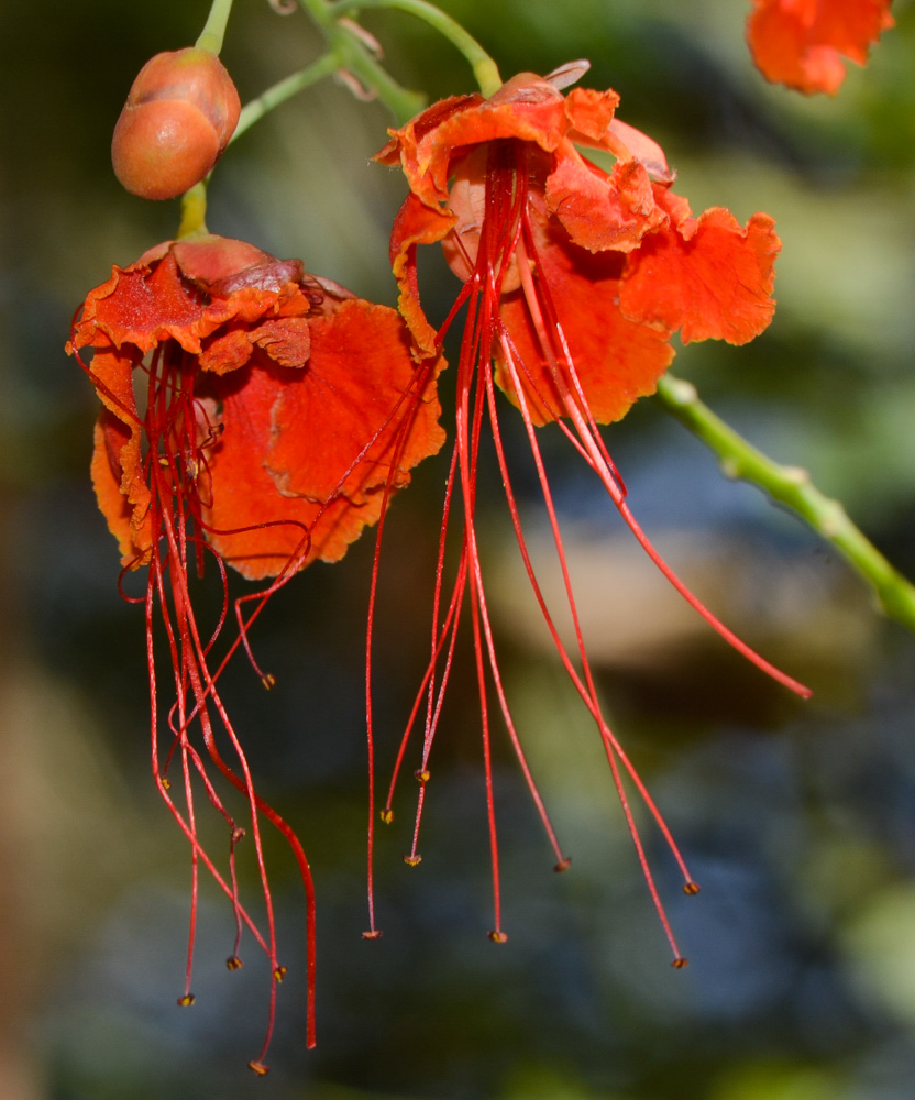 Изображение особи Caesalpinia pulcherrima.