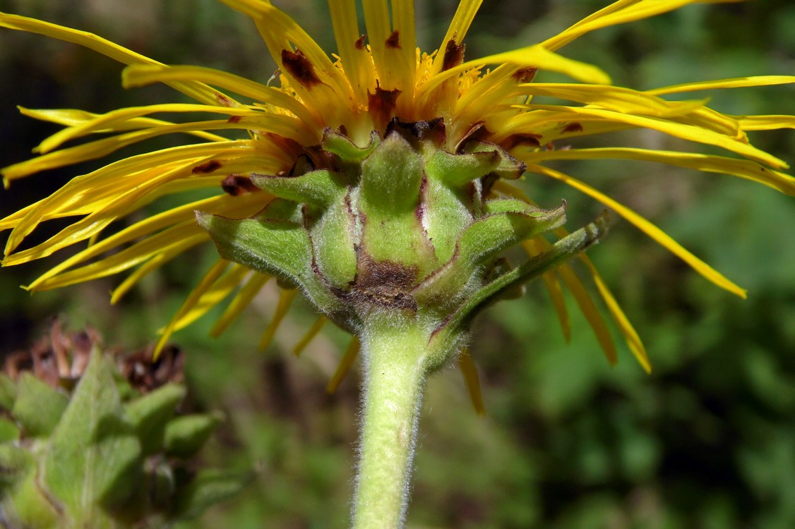 Изображение особи Inula helenium.