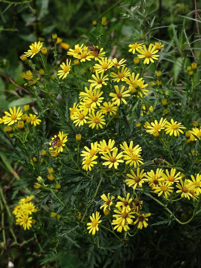 Изображение особи Senecio argunensis.