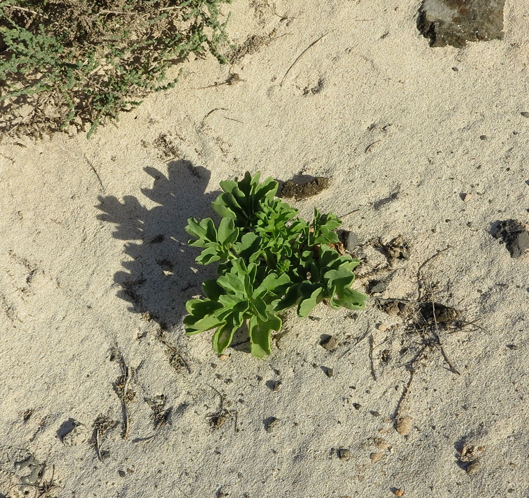 Image of Astydamia latifolia specimen.