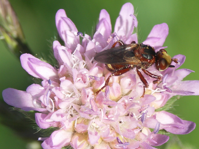 Image of Knautia arvensis specimen.