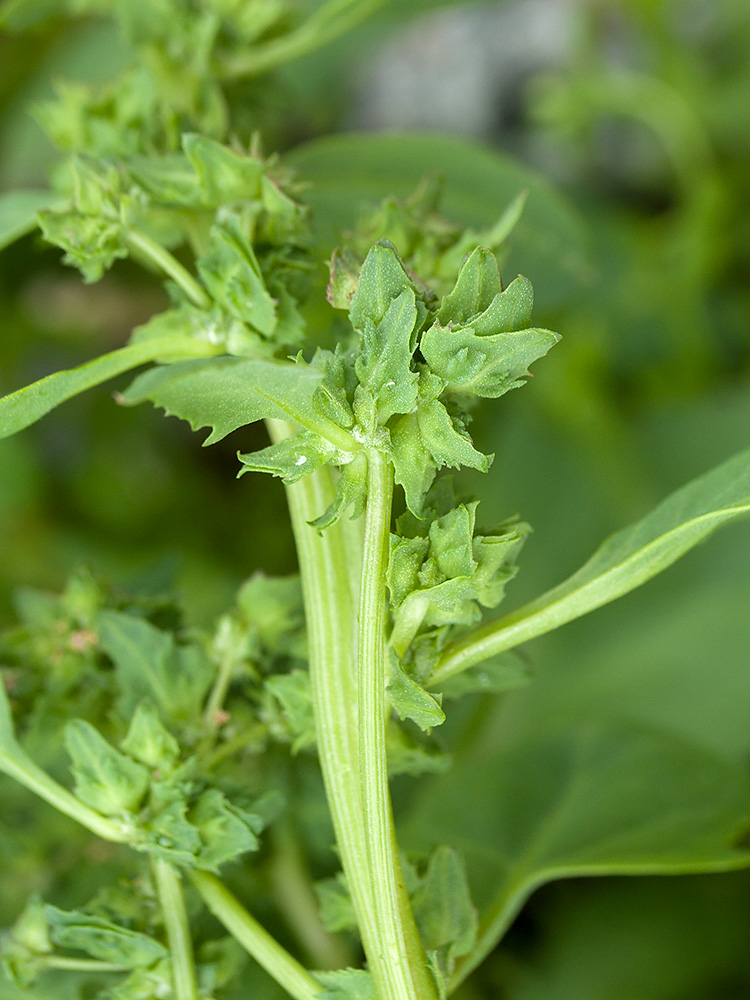 Image of Atriplex kuzenevae specimen.