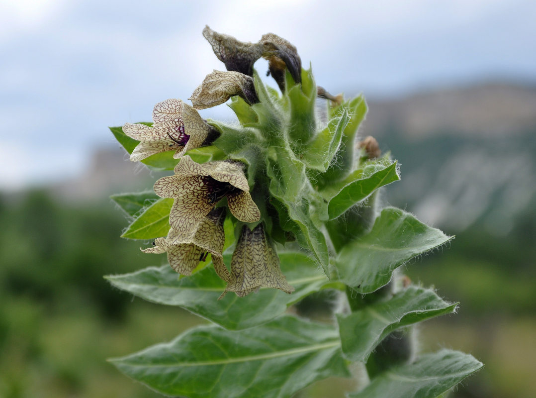 Изображение особи Hyoscyamus niger.