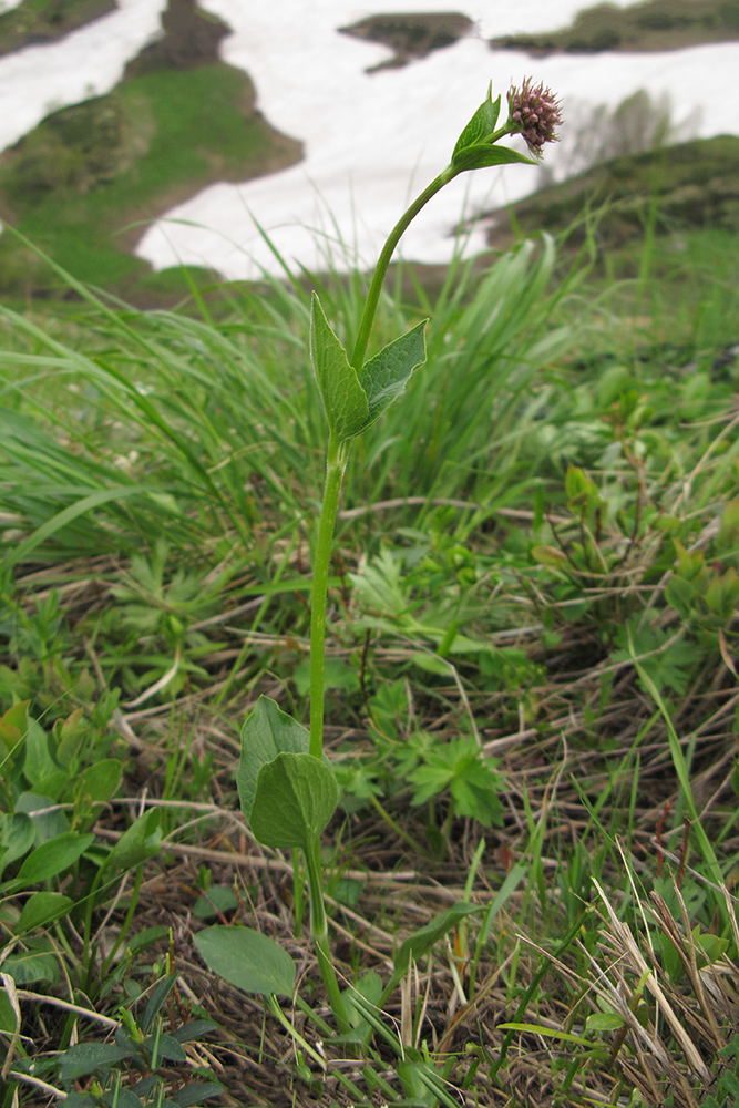 Image of Valeriana alpestris specimen.