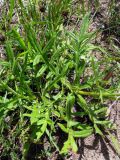 Knautia arvensis