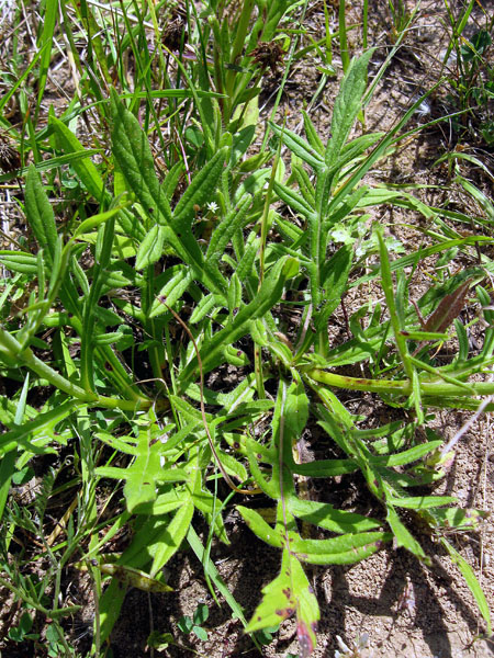 Изображение особи Knautia arvensis.