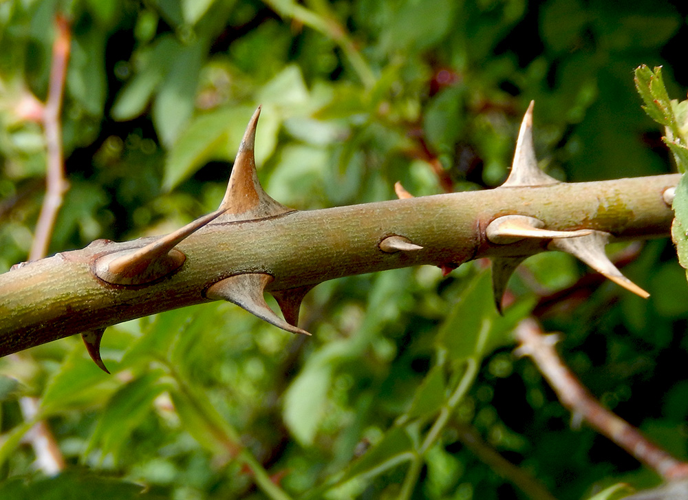 Image of Rosa corymbifera specimen.