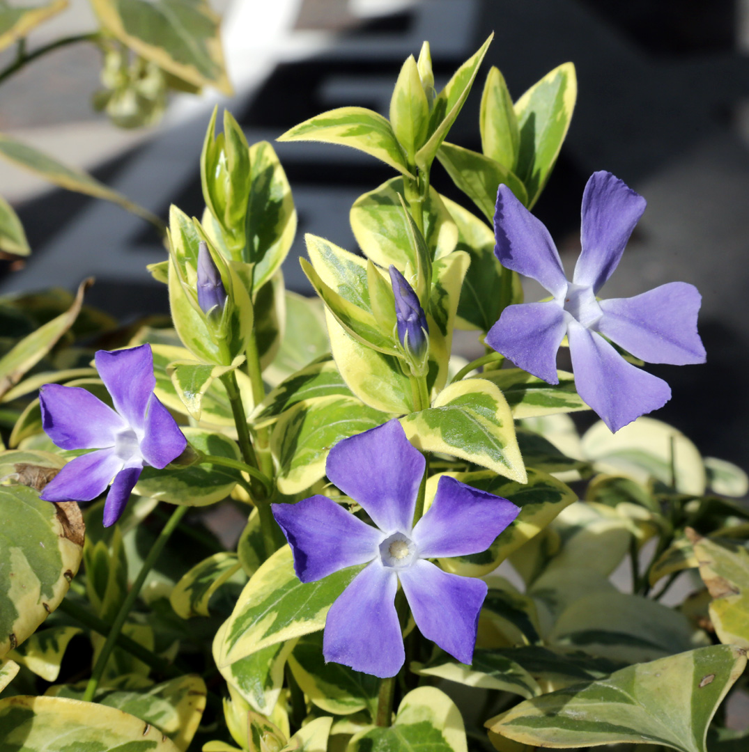 Image of Vinca major specimen.